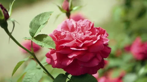 Delicate pink rose Stock Footage 156342075