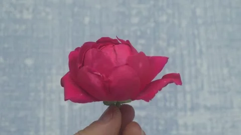 A Delicate Pink Rose Held in Hand, Emitting Grace and Charm, Signifying Love and Stock Footage 287319826