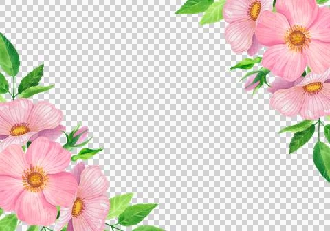 Delicate pink rose hips and vibrant greenery, a watercolor horizontal frame. Иллюстрация