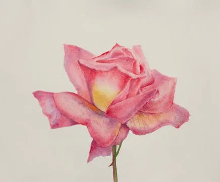 Delicate pink rose Stock Illustration