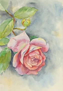 Delicate pink rose Stock Illustration
