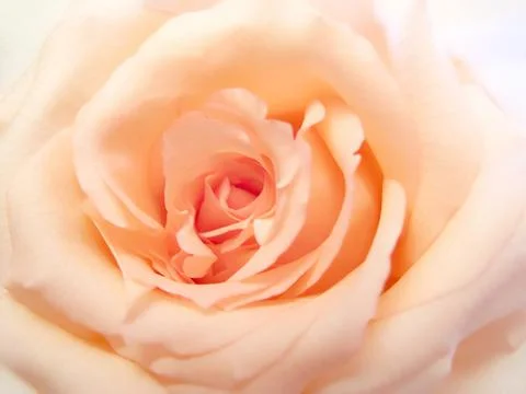Delicate pink rose Stock Photos