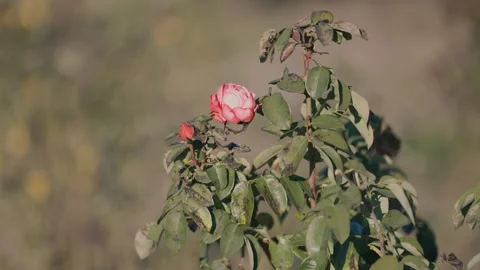 A delicate pink rose in soft sunlight surrounded by leaves and thin cobwebs. Stock Footage 304002954
