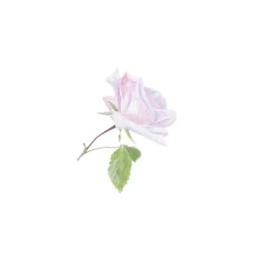 Delicate pink rose on a thin stem Illustrazione stock