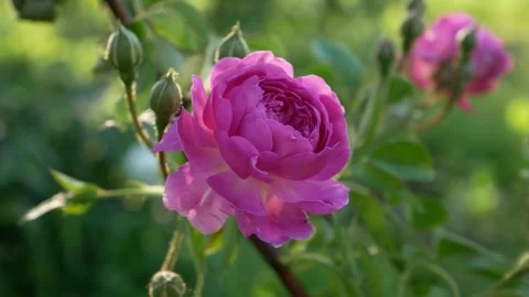 Delicate pink rose with unopened buds on a bush among green leaves. Stock Footage 310951095