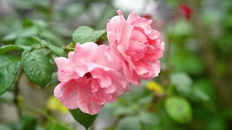 Delicate Pink Roses in Full Bloom After Rain with Glistening Petals Video stock 333041234