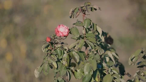 A delicate pink roses in soft sunlight surrounded by leaves and thin cobwebs Stock-Footage 299898907
