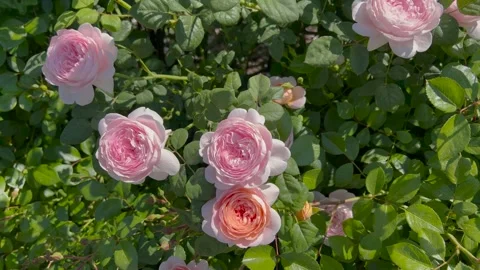 A delicate pink roses in soft sunlight surrounded by leaves and thin cobwebs 库存影片 304371316