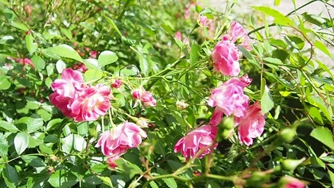 Delicate pink roses thrive in a lush garden, soaking up the warm sunlight Stock Footage 309891884