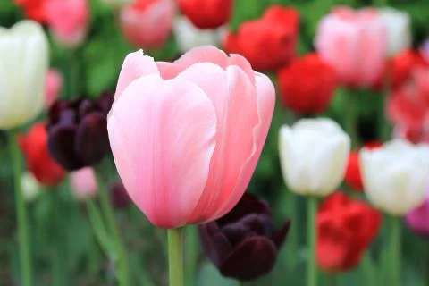 Delicate pink spring tulip on the background of colorful tulips Stock Photos