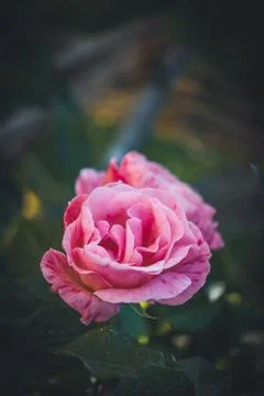 Delicate pink striped rose in bloom Stock Photos