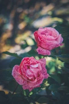 Delicate pink striped roses in bloom Stock Photos
