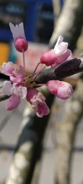 Delicate pink tree blossoms Stock Photos