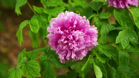 A delicate pink tree peony with ruffled petals blooming in a lush spring garden Stock Footage 332600097