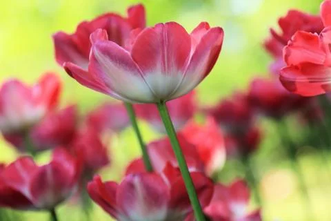 Delicate pink tulips on the background of the spring lawn Stock Photos