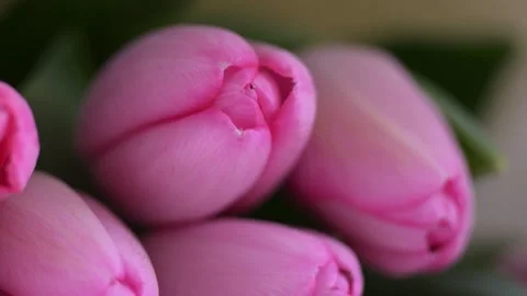Delicate pink tulips bouquet in macro, soft petals and spring floral elegance. Stock Footage 304686429