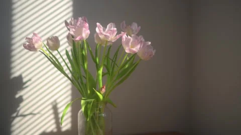 Delicate Pink Tulips in Full Bloom. Close up Stock Footage 310436508
