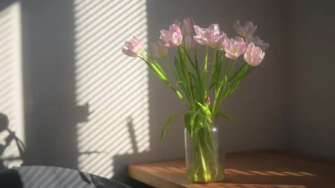 Delicate Pink Tulips in Full Bloom. Close up Stock Footage 310436532