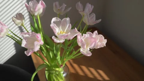Delicate Pink Tulips in Full Bloom. Close up Stock Footage 310436554