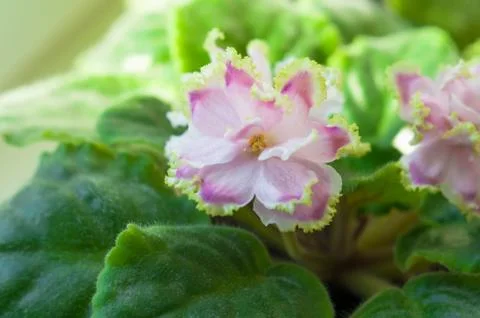 Delicate pink violet flower with yellow border on the petals closeup Stock Photos