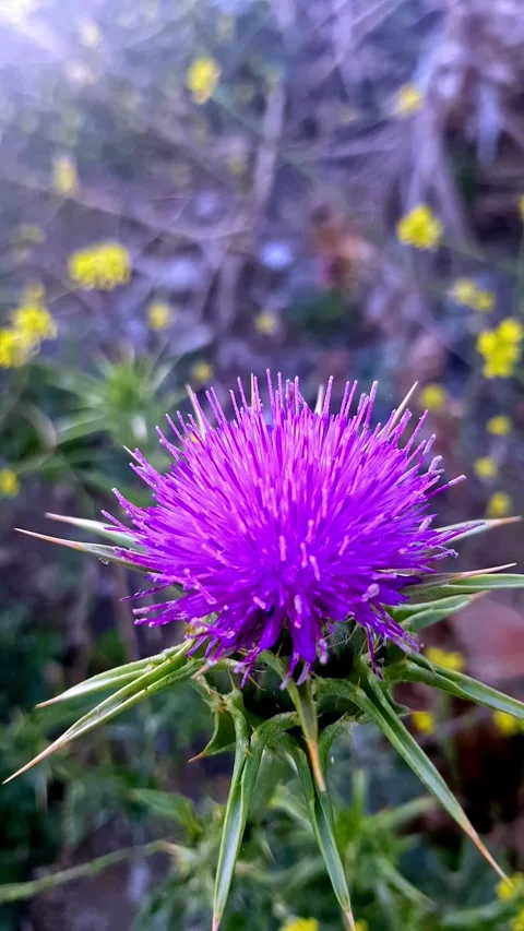 Delicate pink wildflower in full bloom, essence of nature beauty with this .. Stock Footage 281801220