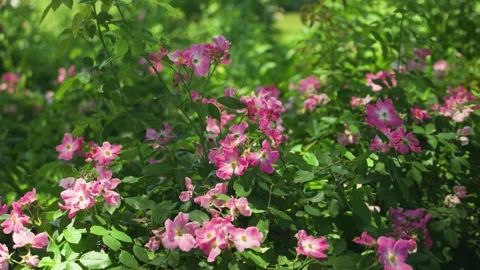 Delicate pink wildflowers bloom beneath the trees in Central Park, adding Stock Footage 338079688