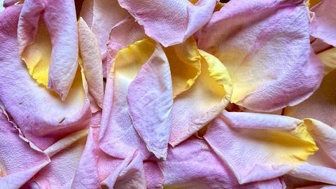 Delicate pink yellow gradient rose petals macro closeup texture Stock Photos