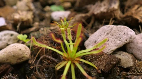 Delicate plant cape sundew sprouting rocky terrain. Nature Resilience. Stock Footage 288718076