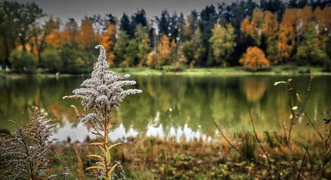 A delicate plant stands in the foreground while colorful autumn trees reflect Stock Photos