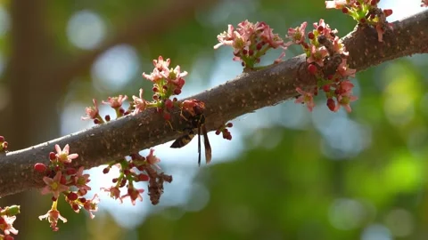 Delicate Plum Flowers Opening on a Fruit... | Stock Video | Pond5