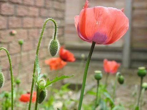 Delicate poppies Stock Photos