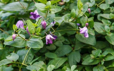 Delicate purple clematis Stock Photos