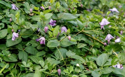 Delicate purple clematis Stock Photos