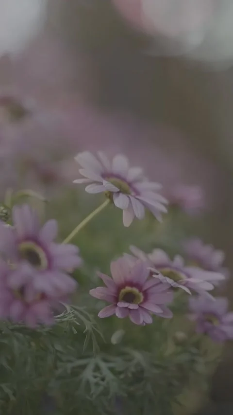 Delicate Purple Daisies in Soft Focus with Bokeh Background Video stock 326604940