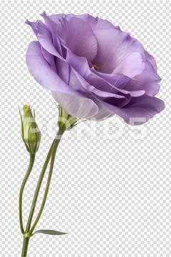Delicate purple eustoma flower with soft petals PSD Template
