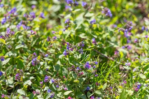 Delicate purple flower cluster in sharp focus, crisp petal detail, soothing c Stock Photos