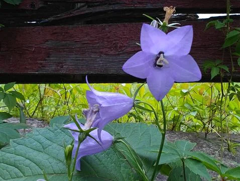 Delicate purple flower in the garden Stock Photos