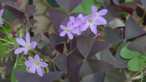 Delicate purple flowers of oxalis triangularis blooming Vidéo 308434965