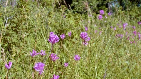 Delicate purple flowers in spring macro 1 Rowena Crest Columbia River Gorge Stock Footage 81638424