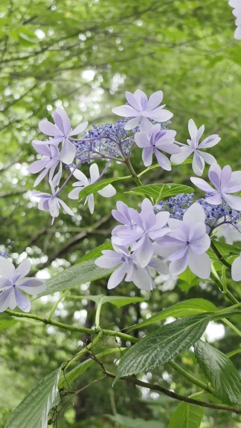 Delicate Purple Hydrangea Flowers Blooming in a Green Forest Stock-Footage 340435283