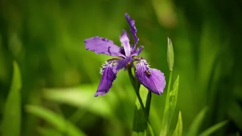 A Delicate Purple Iris Blooming in a Sunlit Meadow Stock Footage 332787489