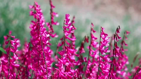 Delicate Purple-Pink Flower Stems Nature Footage Stock Footage 338326628