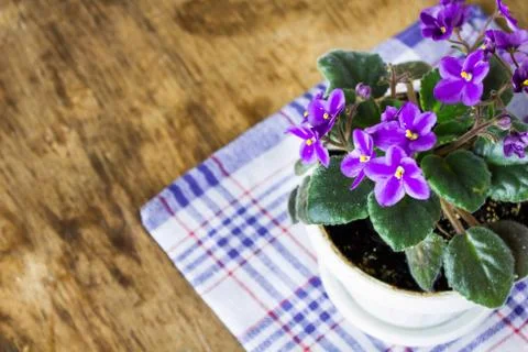 Delicate purple violets on the table Stock Photos