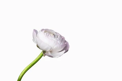 A delicate ranunculus bloom in graceful simplicity Stock Photos