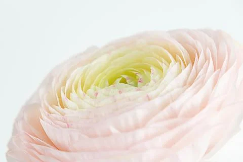 Delicate ranunculus flower. Spring white, pink buttercup close-up. Stock Photos