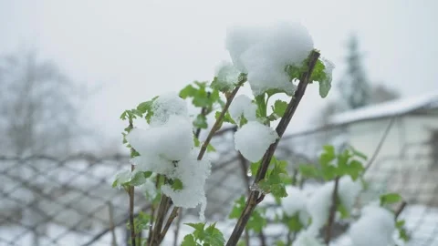 Delicate raspberry leaf trapped in frost Stock Footage 314979999