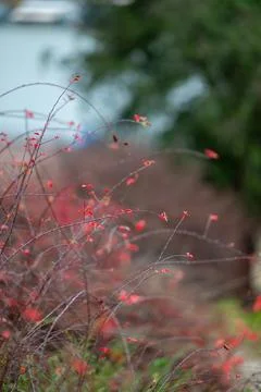 Delicate red branches in a soft garden background Foto stock