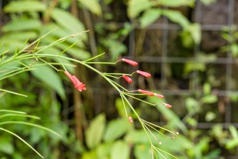 Delicate red buds hang from slender green stems Stock Photos