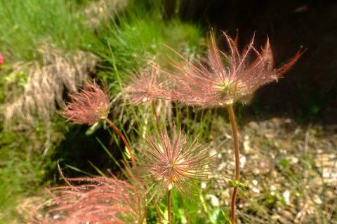 Delicate red flowers in the mountains while hiking detail Stock Photos