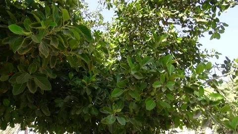 The delicate red flowers move gently in the breeze their, stock footage. Stock Footage 304967429